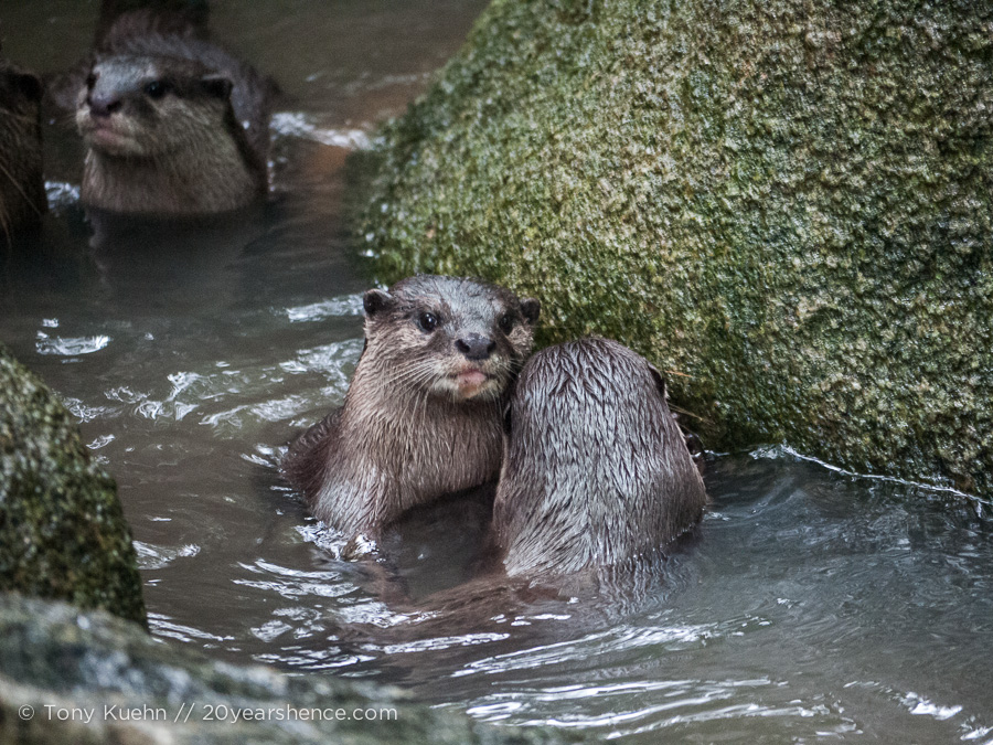 Otter hug!! There are no words. Also, his tongue is sticking out, squee!