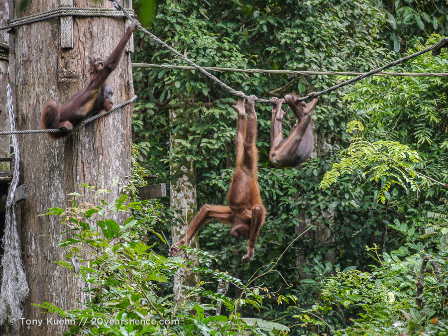 Orangutans playing at Sepilok Rehab Center, Borneo