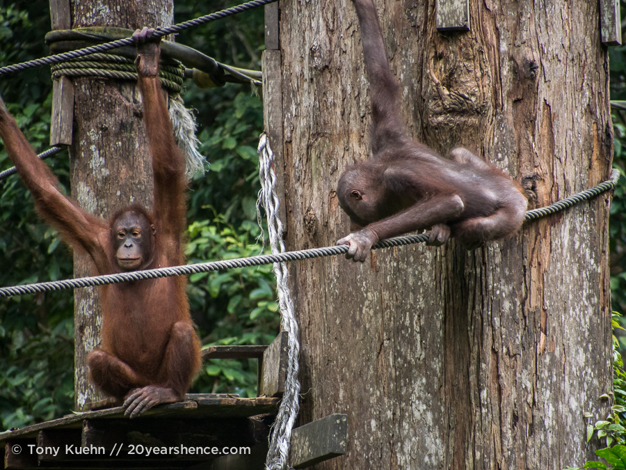 Wild orangutans playing at Sepilok Rehabilitation Center, Borneo