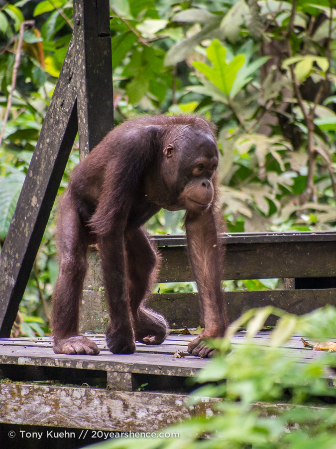 Orangutan on feeding platform