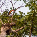 Kingfisher in a tree