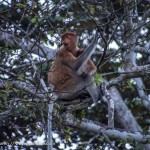 Wild proboscis monkey