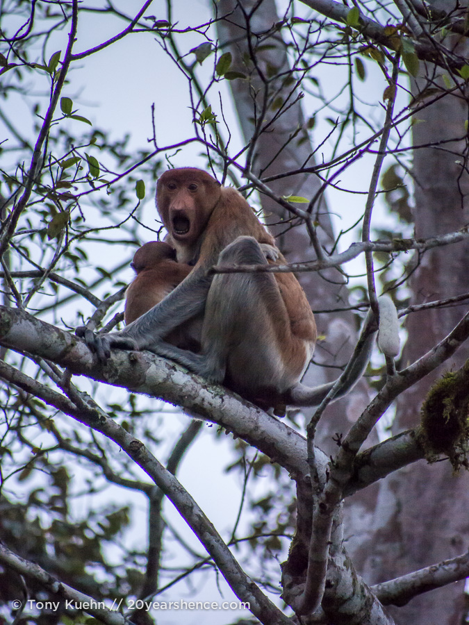 Wild proboscis monkey with baby in Borneo