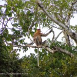 Wild Proboscis monkey