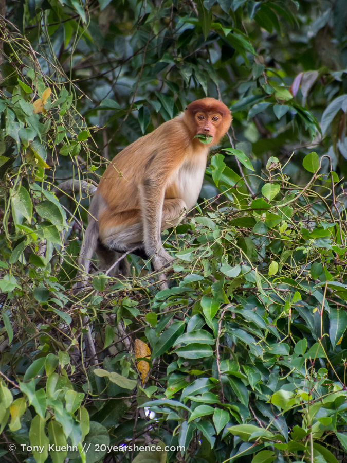 Juvenile proboscis monkey in Borneo