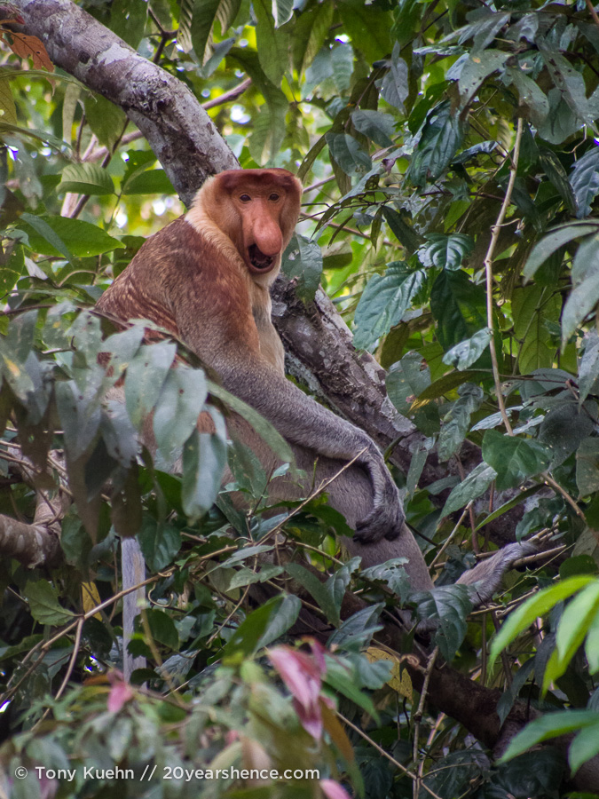 Wild proboscis monkey in Borneo