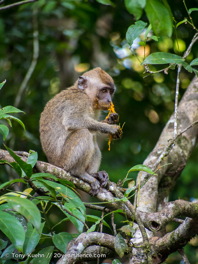 monkey eating in a tree