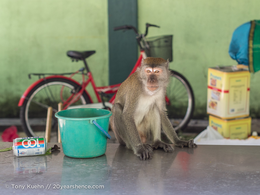 Sneaky monkey wants your snacks