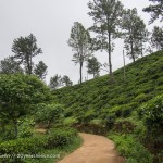 A tea plantation in Ella, Sri Lanka