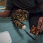 Boots the cat reaches for Marmite toast