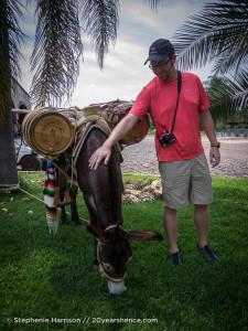 Cuco, Casa Herradura's resident burro mascot