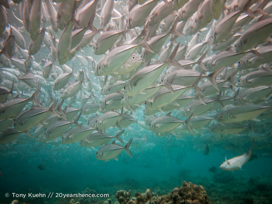 Swimming with a school of jacks while diving Sipadan