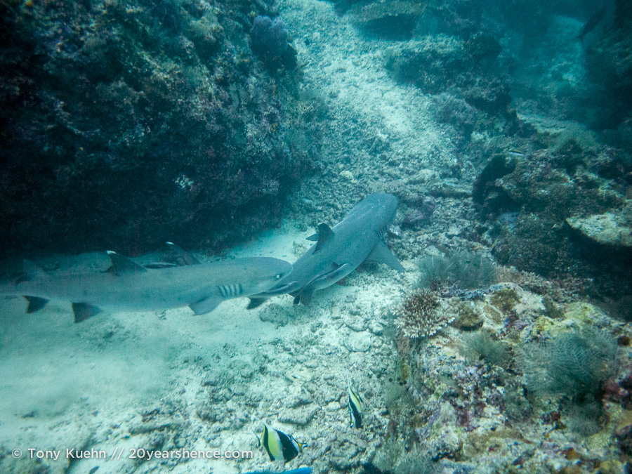 Reef shark seen while diving Sipadan