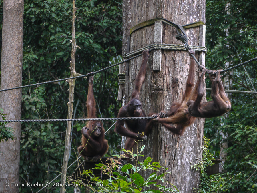 Wild orangutans playing at Sepilok, Sabah Province, Borneo