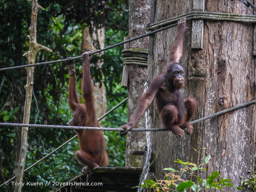 Orangutan sitting & thinking