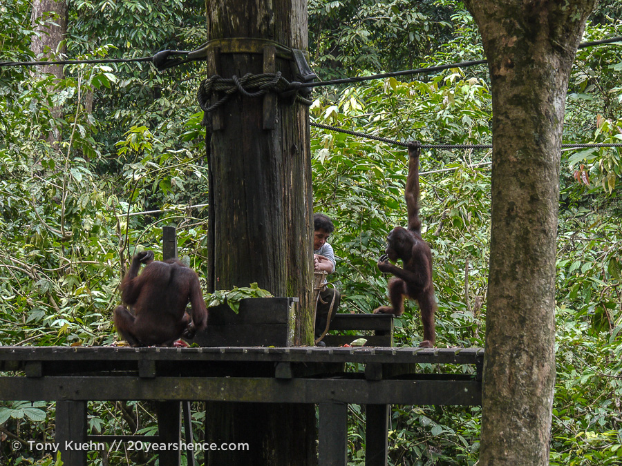 Wild orangutans feeding in Sepilok, Borneo