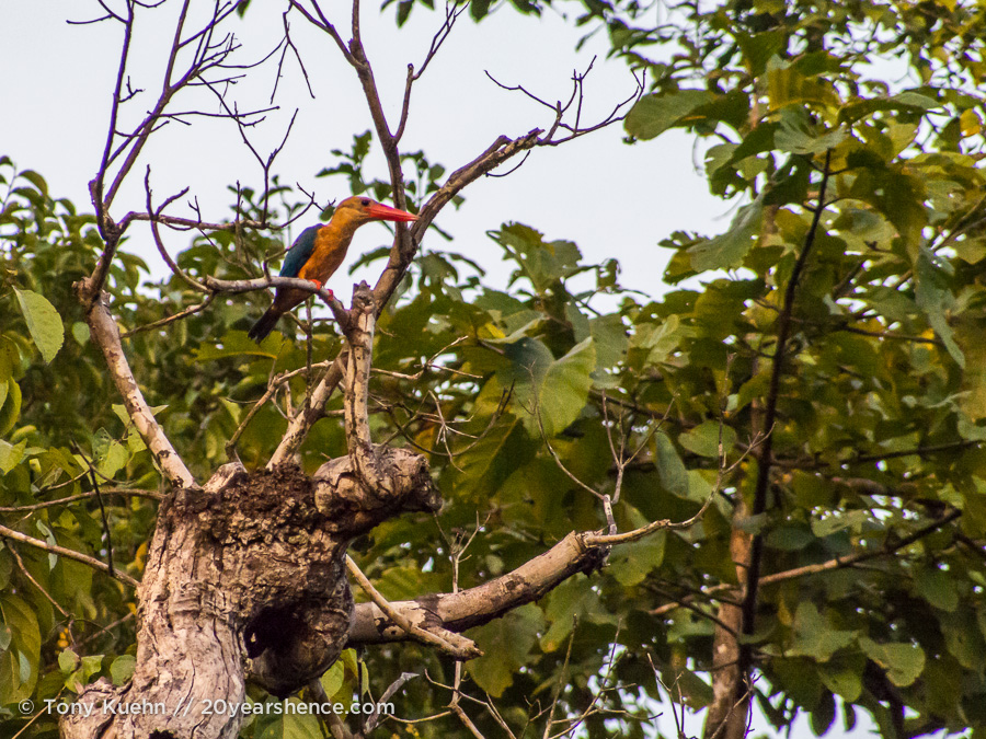 Kingfisher in a tree
