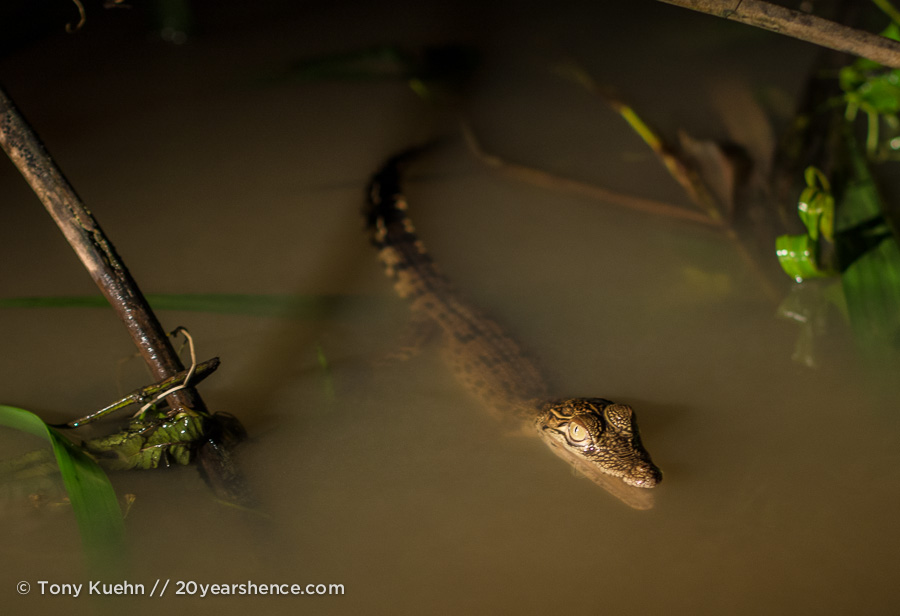 Baby crocodile at night in the Kinabatangan river