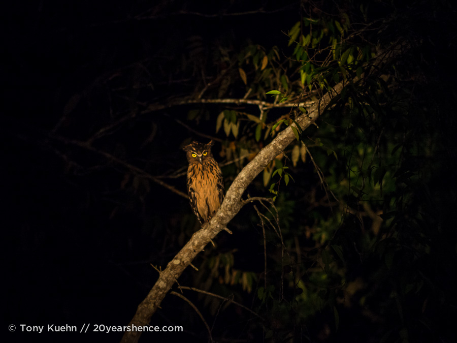 Night owl in Borneo