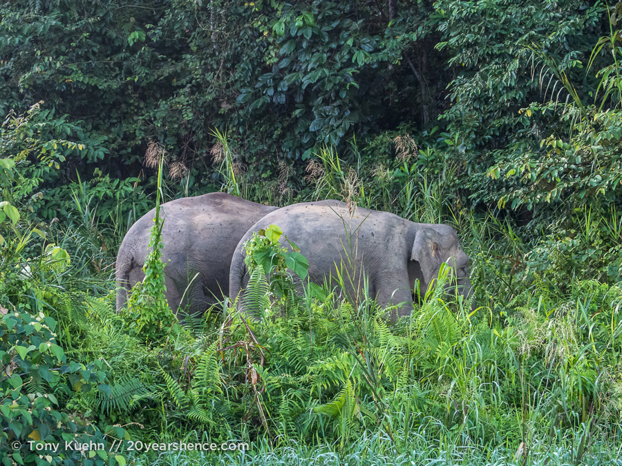 wild pygmy elephants Borneo