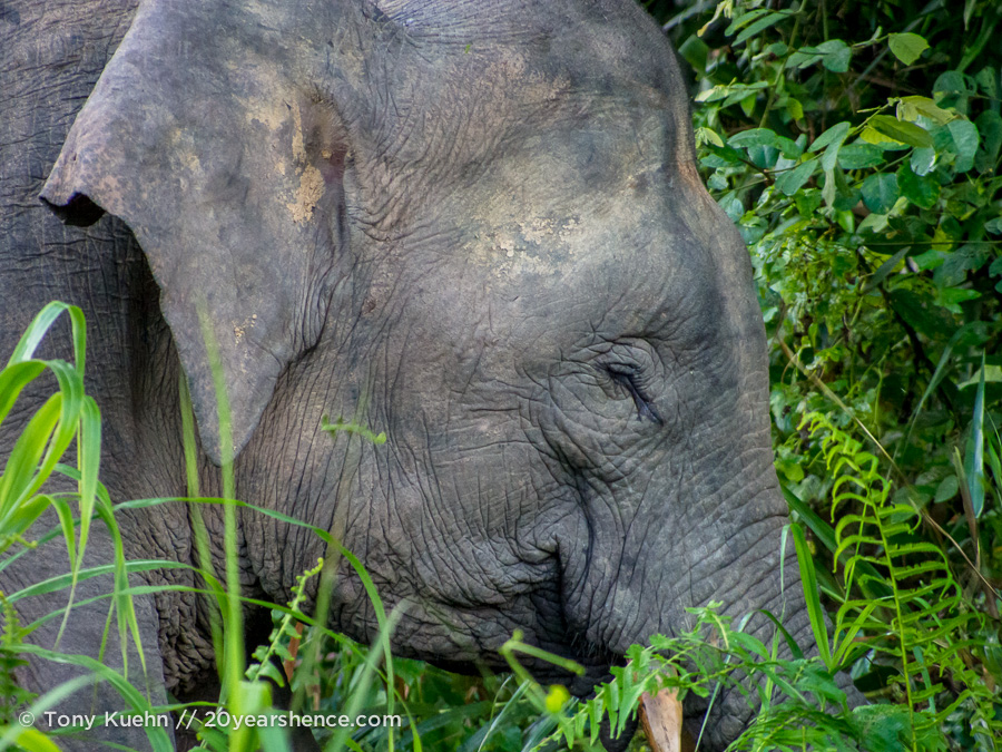 wild pygmy elephant Borneo