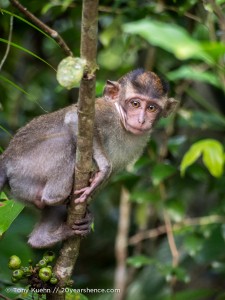 Tiny monkey in a tree