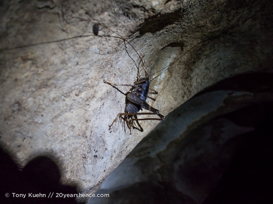 Giant crickets in Deer Cave, Mulu National Park