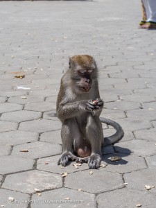 Scavenger Monkey at Batu Caves