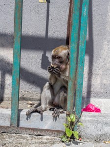 Scavenger Monkey at Batu Caves