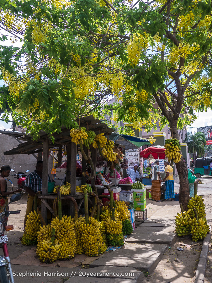 A beautiful banana stand, near Baticaloa, Sri Lanka