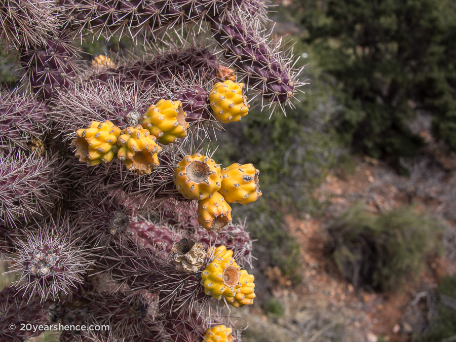 Cactus Flowers, Sedona Arizona
